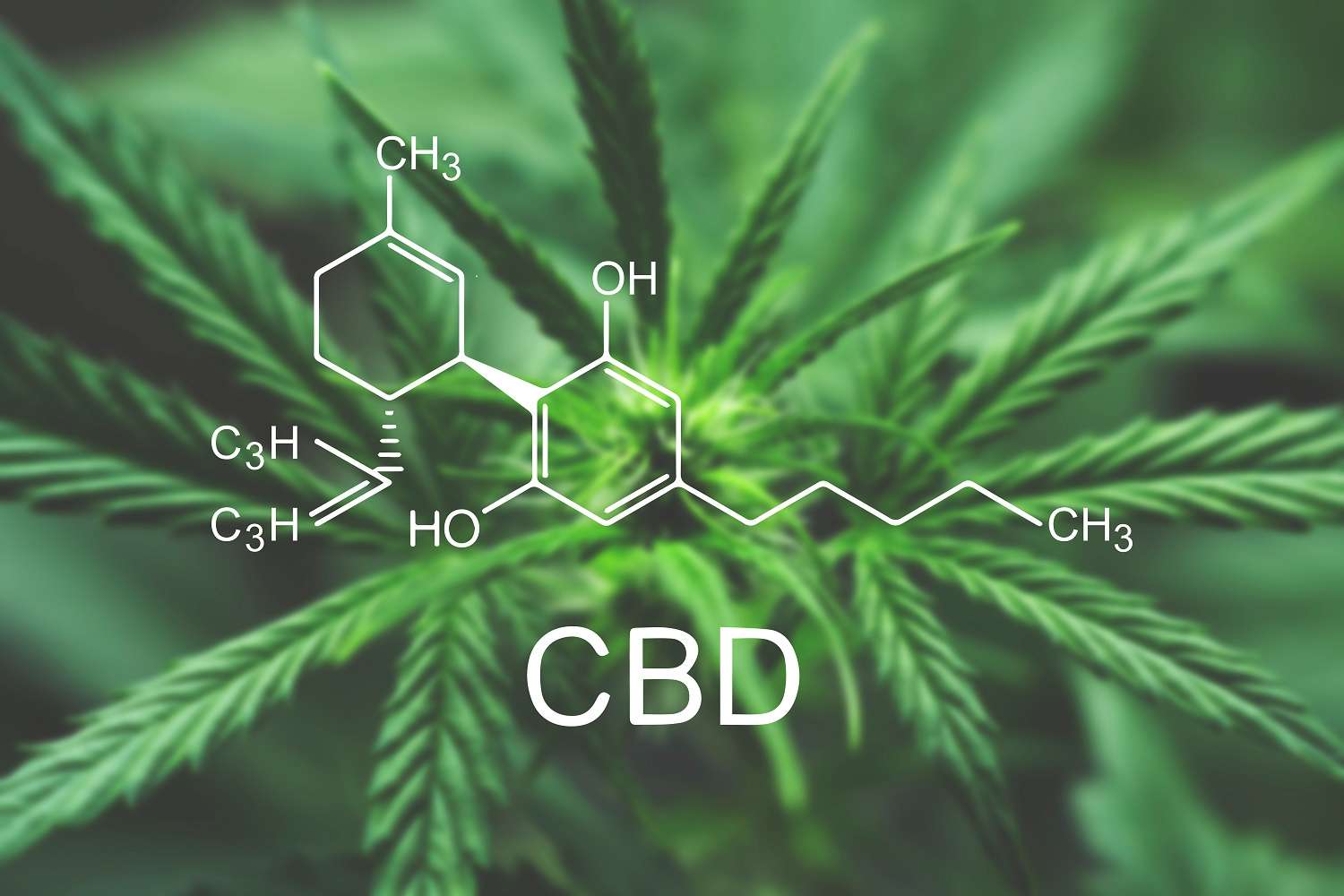 image de l'article Peut-on conduire avec du CBD dans l'organisme ? 